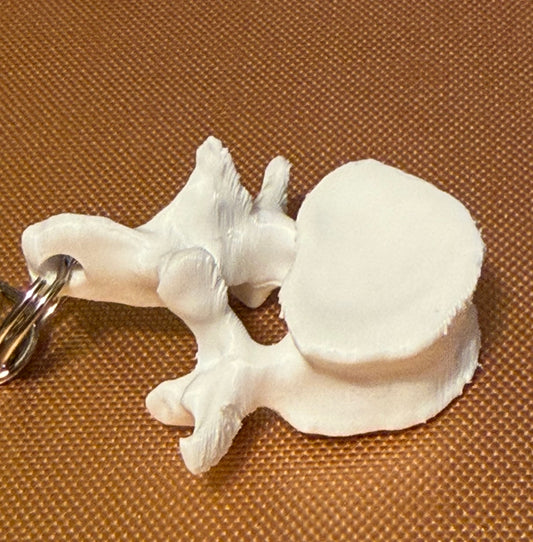 Spine/Spinal Vertebra Badge Reel Charm Key Chain